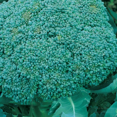 Semená: Brokolica LIMBA