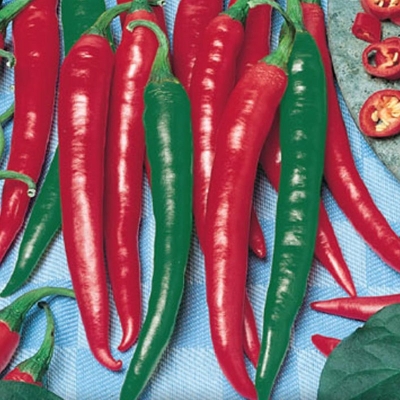 Semená: Paprika chilli červená GUTERA