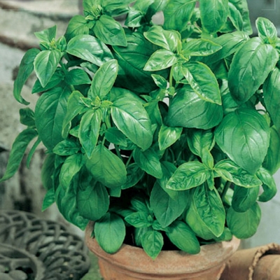Semená: Bazalka pravá zelená