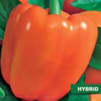 Semená: Paprika na rýchl. oranžová kvadratická KUBISTA F1