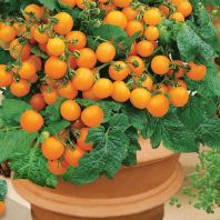Semená: Paradajky balkónové oranžové VENUS