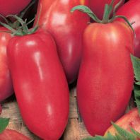 Semená: Paradajky kolíkové paprikové červené HUGO