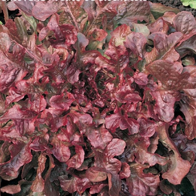 Semená: Šalát listový červený REDIN