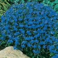 Semená: Lobelka nízka modrá