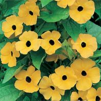 Semená: Čiernooká Zuzana ťahavá žltá