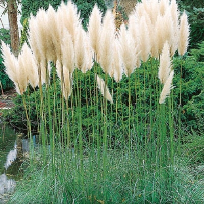 Semená: Pampová tráva biela KORTADÉRIA