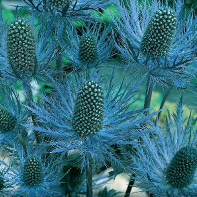 Semená: Máčka na sušenie modrá
