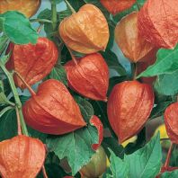 Semená: Machovka jedlá oranžová - Židovská čerešňa